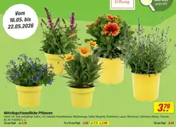 toom Baumarkt Nützlingsfreundliche pflanzen Angebot
