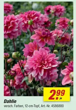 toom Baumarkt Dahlie Angebot