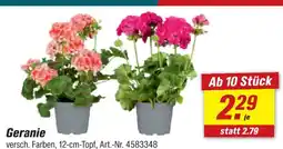 toom Baumarkt Geranie Angebot