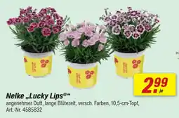 toom Baumarkt Nelke lucky lips Angebot