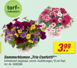 toom Baumarkt Sommerblumen 'trio confetti' Angebot