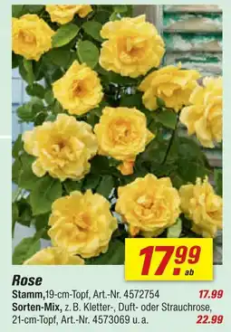 toom Baumarkt Rose stamm Angebot