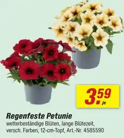 toom Baumarkt Regenfeste petunie Angebot