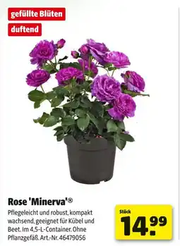 Hagebau Rose 'minerva' Angebot