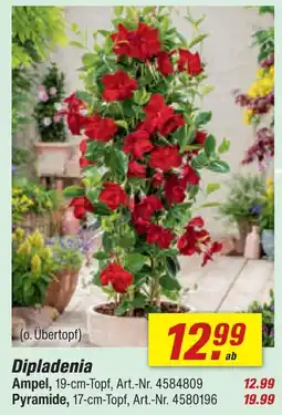 toom Baumarkt Dipladenia ampel Angebot