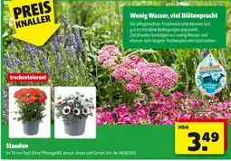 Hagebau Stauden Angebot