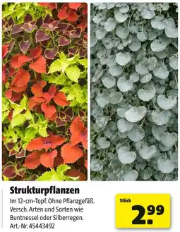 Hagebau Strukturpflanzen Angebot