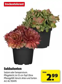 Hagebau Sukkulenten Angebot