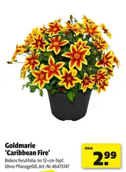 Hagebau Goldmarie caribbean fire Angebot