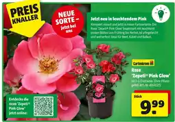 Hagebau Gartenkrone rose 'zepeti pink glow' Angebot