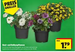 Hagebau Beet- und balkonpflanzen Angebot