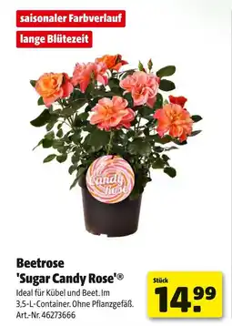 Hagebau Beetrose 'sugar candy rose' Angebot