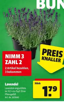 Hagebau Lavendel Angebot