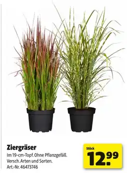 Hagebau Ziergräser Angebot