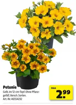 Hagebau Petunie Angebot
