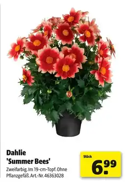 Hagebau Dahlie 'summer bees' Angebot