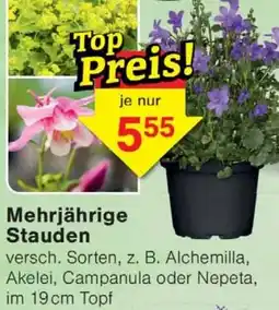 Wiglo Wunderland Mehrjährige Stauden Angebot