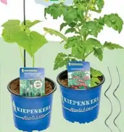 Wiglo Wunderland KIEPENKERL Gemüse oder Tomatenpflanze Angebot