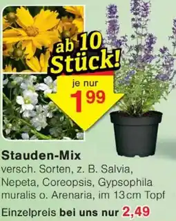 Wiglo Wunderland Stauden-Mix Angebot