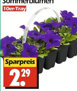 Wreesmann Sommerblumen Angebot