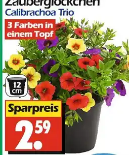 Wreesmann Zauberglöckchen Angebot