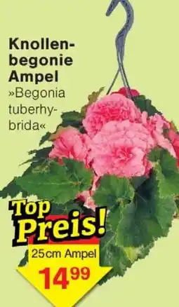 Wiglo Wunderland Knollenbegonie Ampel Angebot