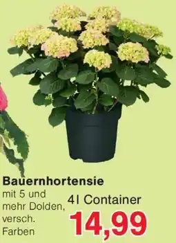 Wiglo Wunderland Bauernhortensie Angebot