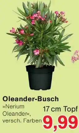 Wiglo Wunderland Oleander-Busch Angebot