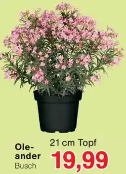 Wiglo Wunderland Oleander Angebot