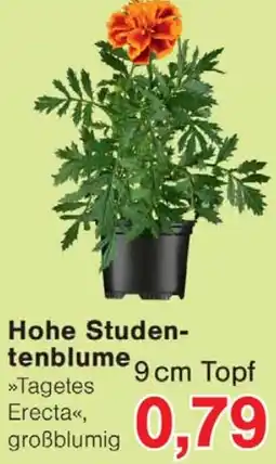 Wiglo Wunderland Hohe Studentenblume Angebot
