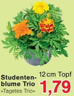 Wiglo Wunderland Studentenblume Trio Angebot