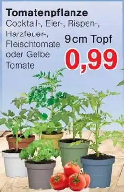 Wiglo Wunderland Tomatenpflanze Angebot