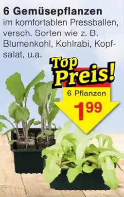 Wiglo Wunderland 6 Gemüsepflanzen Angebot