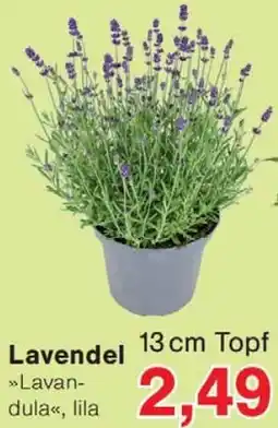 Wiglo Wunderland Lavendel Angebot