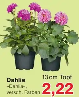 Wiglo Wunderland Dahlie Angebot