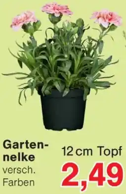 Wiglo Wunderland Gartennelke Angebot