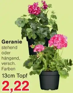 Wiglo Wunderland Geranie Angebot
