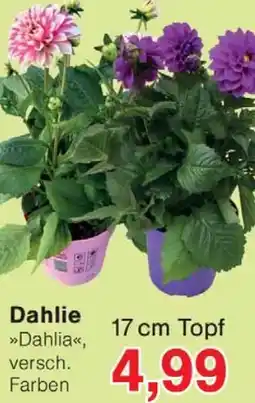 Wiglo Wunderland Dahlie Angebot