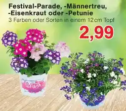 Wiglo Wunderland Festival-Parade, Männertreu, Eisenkraut oder Petunie Angebot