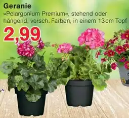 Wiglo Wunderland Geranie Angebot