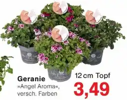 Wiglo Wunderland Geranie Angebot