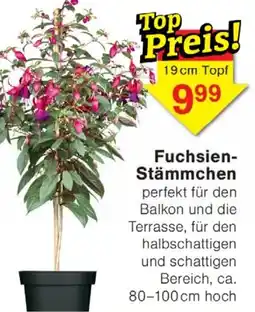 Wiglo Wunderland Fuchsien Stämmchen Angebot