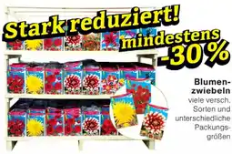 Wiglo Wunderland Blumenzwiebeln Angebot