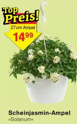 Wiglo Wunderland Scheinjasmin-Ampel Angebot