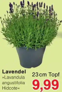 Wiglo Wunderland Lavendel Angebot
