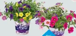 Globus Baumarkt Petunien Trio Angebot