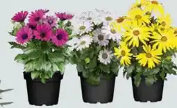 Globus Baumarkt Kapkörbchen Angebot