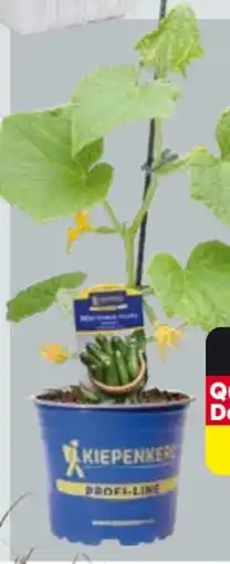 Globus Baumarkt Kiepenkerl Tomaten- und Gurkenpflanzen Angebot
