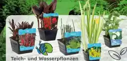 Globus Baumarkt Teich- und Wasserpflanzen Angebot