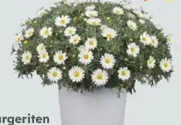 Globus Baumarkt Margeriten Busch Angebot